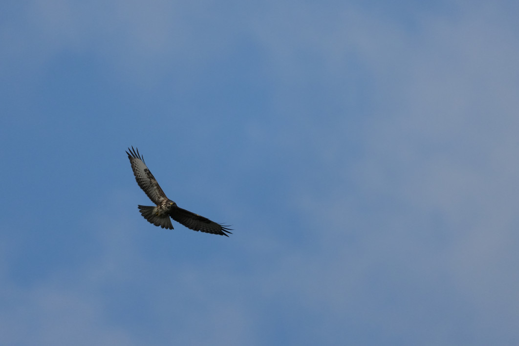 1/8000 s, f/6.3, ISO 1600, 600 mm, crop APS-C