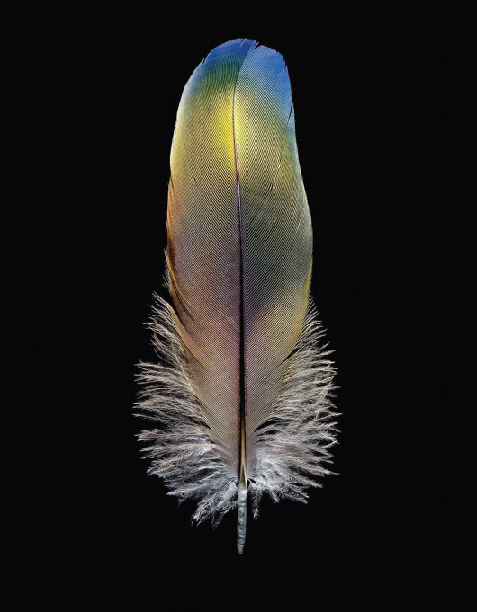 fot. Robert Clark, z książki Feathers: Displays of Brilliant Plumage