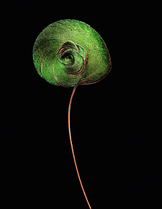 fot. Robert Clark, z książki Feathers: Displays of Brilliant Plumage