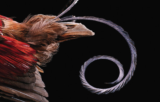fot. Robert Clark, z książki Feathers: Displays of Brilliant Plumage