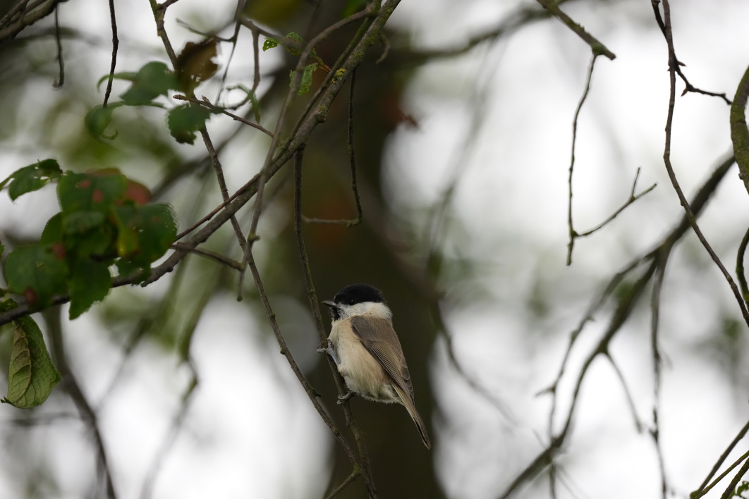 1/1250 s, f/6.3, ISO 3200, 600 mm