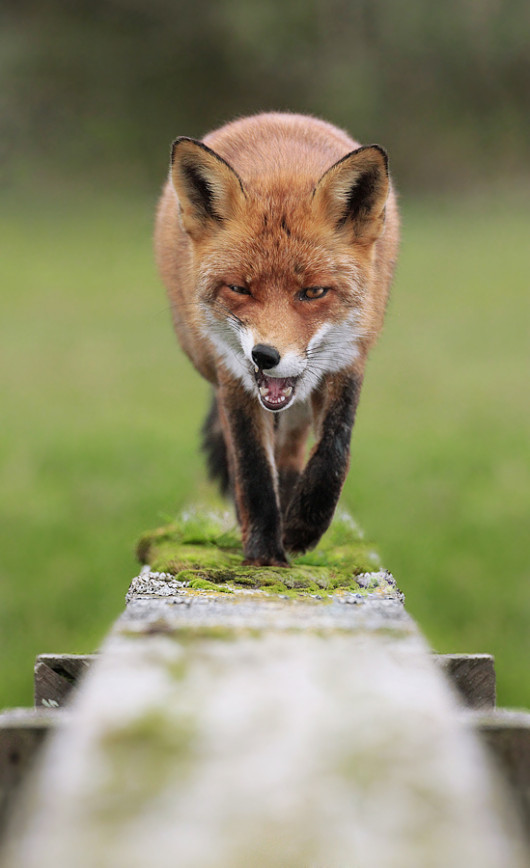 fot. Julian Rad