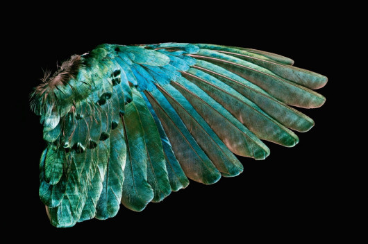 fot. Robert Clark, z książki Feathers: Displays of Brilliant Plumage