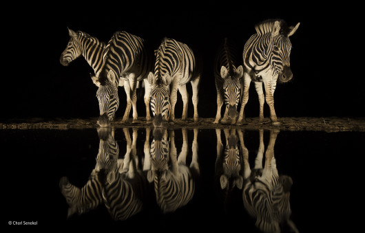 © Charl Senekal - Wildlife Photographer of the Year