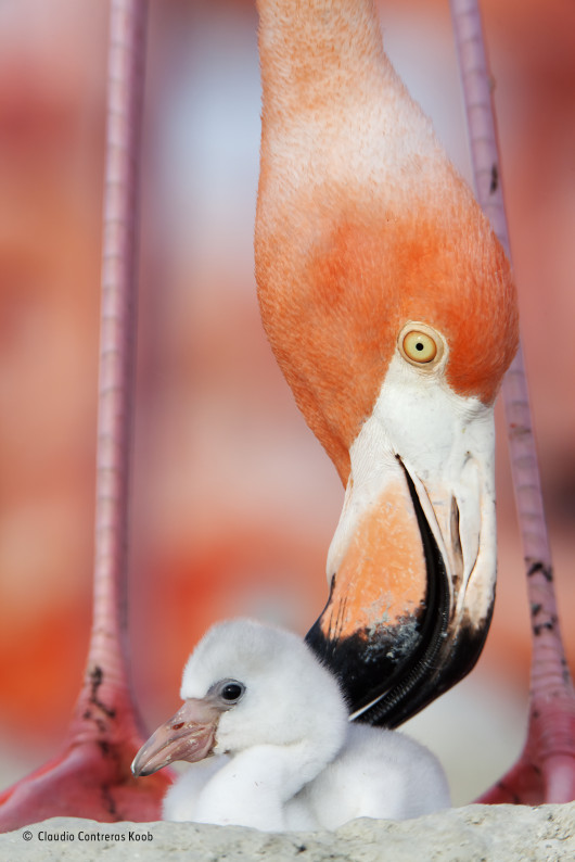 © Claudio Contreras Koob - Wildlife Photographer of the Year
