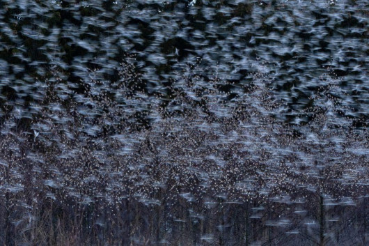 fot, Andreas Geh, Brambling Togetherness, 1. miejsce w kategorii Birds