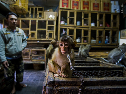 fot. Paul Hilton, z cyklu Backroom business, 1. nagroda w kategorii Wildlife Photojournalists Story Award / Wildlife Photographer pf the Year 2020 