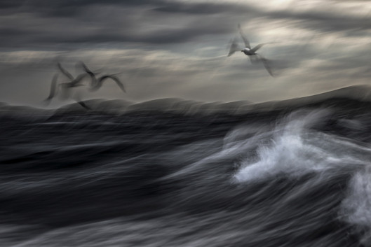 fot. Jiří Hřebíček, Restless Sea, 2. miejsce w kategorii Birds
 