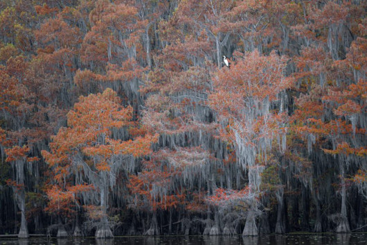 fot. Richard Beldegreen, Lone egret among fall colors of the cypress swamp, wyróżnienie w kategorii Birds