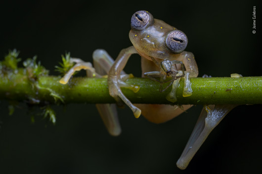 fot. Jaime Culebras, Life in the Balance, 1. nagroda w kategorii Behaviour: Amphibians and Reptiles / Wildlife Photographer pf the Year 2020 