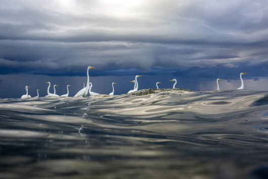 fot. Oscar Diez, Storm brewing, wyróżnienie w kategorii Birds
