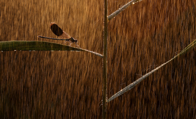  Oto najlepsze zdjęcia z konkursu Nature Photographer of the Year 2019. Polak wśród wyróżnionych