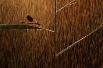 Oto najlepsze zdjęcia z konkursu Nature Photographer of the Year 2019. Polak wśród wyróżnionych