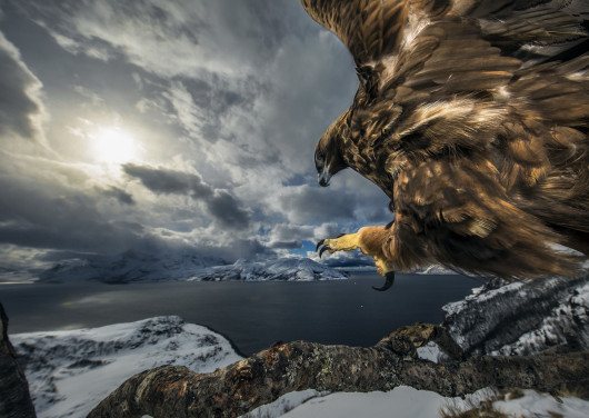 fot. Audun Rikardsen, Golden Eagle landning, 2. miejsce w kategorii Birds