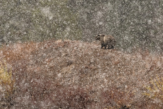 fot. Stefano Quirini, Under the Snow..., 1. miejsce w kategorii Mammals