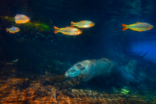 fot. Marcio Cabral, Tapir Diver, 2. miejsce w kategorii Mammals
