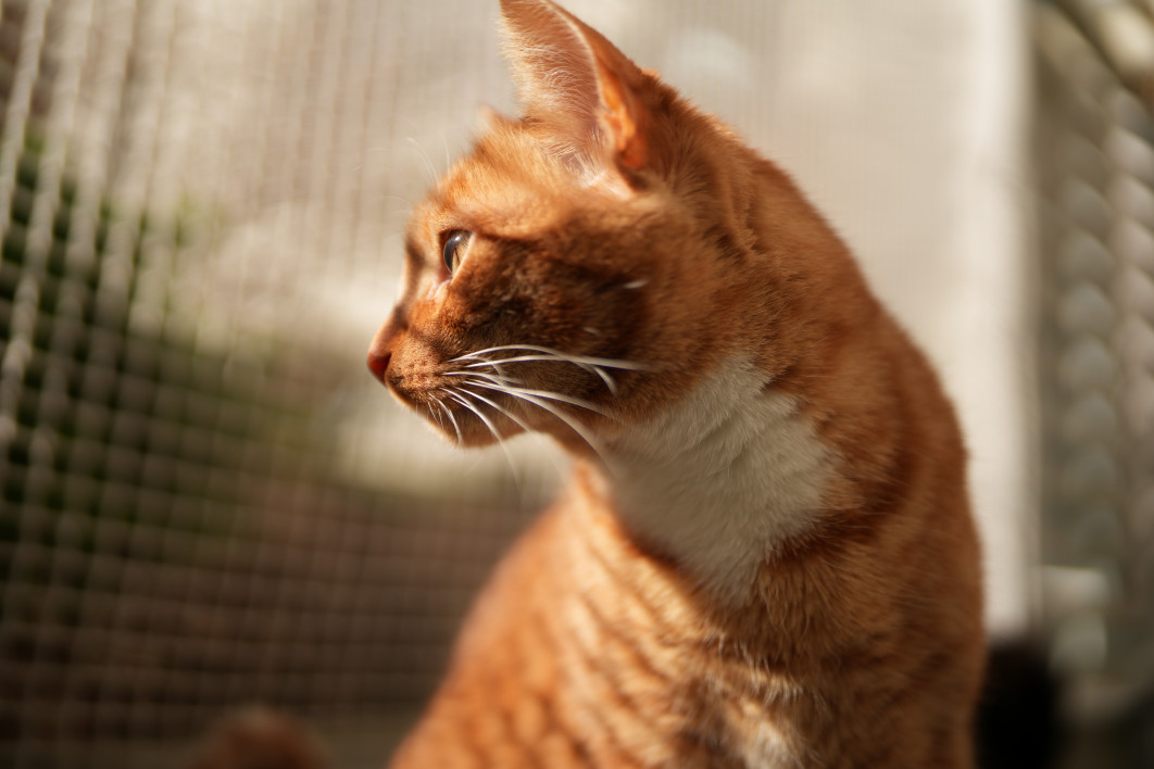 1/6400 s, f/1.2, ISO 100, 35.0 mm