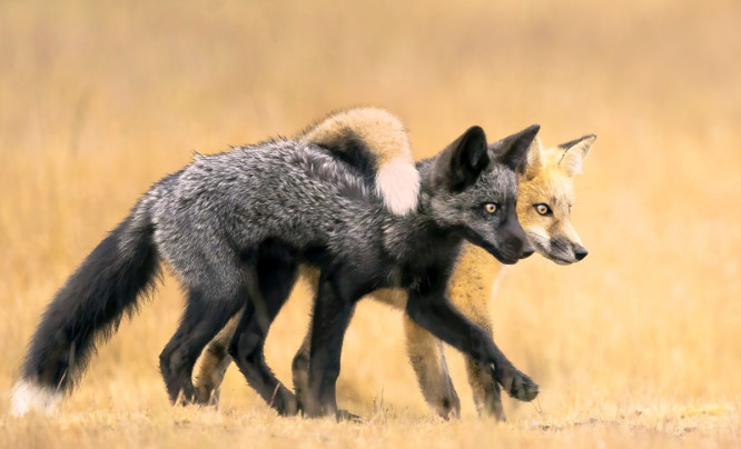 Nature Photographer Of The Year 2024 rozstrzygnięty! Obejrzyjcie zachwycające zdjęcia natury