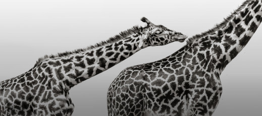 Zagłosuj na najlepsze zdjęcie Wildlife Photographer of the Year