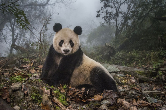 Ami Vitale, „Pandas Gone Wild“ - I miejsce w kategorii Story-telling | Niedźwiedzie Panda stały się jednym z największych symboli walki o ochronę dzikich zwierząt. W związku z ekspansją człowieka, gatunek ten jeszcze niedawno stał na skraju wymarcia. Prowadzony w Chinach od 25 lat program ochrony gatunku sprawił, że popularne misie Panda zostały niedawno wykreślone z listy gatunków zagrożonych, co jednak jest znikomym sukcesem wobec wszystkich problemów chińskich obrońców przyrody.
