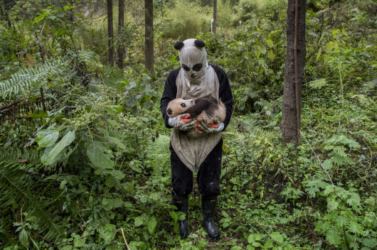 Ami Vitale, „Pandas Gone Wild“ - I miejsce w kategorii Story-telling | Niedźwiedzie Panda stały się jednym z największych symboli walki o ochronę dzikich zwierząt. W związku z ekspansją człowieka, gatunek ten jeszcze niedawno stał na skraju wymarcia. Prowadzony w Chinach od 25 lat program ochrony gatunku sprawił, że popularne misie Panda zostały niedawno wykreślone z listy gatunków zagrożonych, co jednak jest znikomym sukcesem wobec wszystkich problemów chińskich obrońców przyrody.