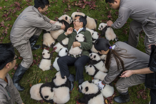 Ami Vitale, „Pandas Gone Wild“ - I miejsce w kategorii Story-telling | Niedźwiedzie Panda stały się jednym z największych symboli walki o ochronę dzikich zwierząt. W związku z ekspansją człowieka, gatunek ten jeszcze niedawno stał na skraju wymarcia. Prowadzony w Chinach od 25 lat program ochrony gatunku sprawił, że popularne misie Panda zostały niedawno wykreślone z listy gatunków zagrożonych, co jednak jest znikomym sukcesem wobec wszystkich problemów chińskich obrońców przyrody.