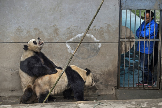 Ami Vitale, „Pandas Gone Wild“ - I miejsce w kategorii Story-telling | Niedźwiedzie Panda stały się jednym z największych symboli walki o ochronę dzikich zwierząt. W związku z ekspansją człowieka, gatunek ten jeszcze niedawno stał na skraju wymarcia. Prowadzony w Chinach od 25 lat program ochrony gatunku sprawił, że popularne misie Panda zostały niedawno wykreślone z listy gatunków zagrożonych, co jednak jest znikomym sukcesem wobec wszystkich problemów chińskich obrońców przyrody.