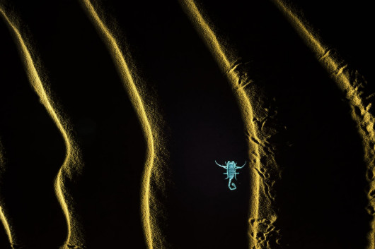 I miejsce w kat. Dzika przyroda / Historie na piasku fot. Soumya Ranjan Bhattacharyy / The Nature Photography Contest