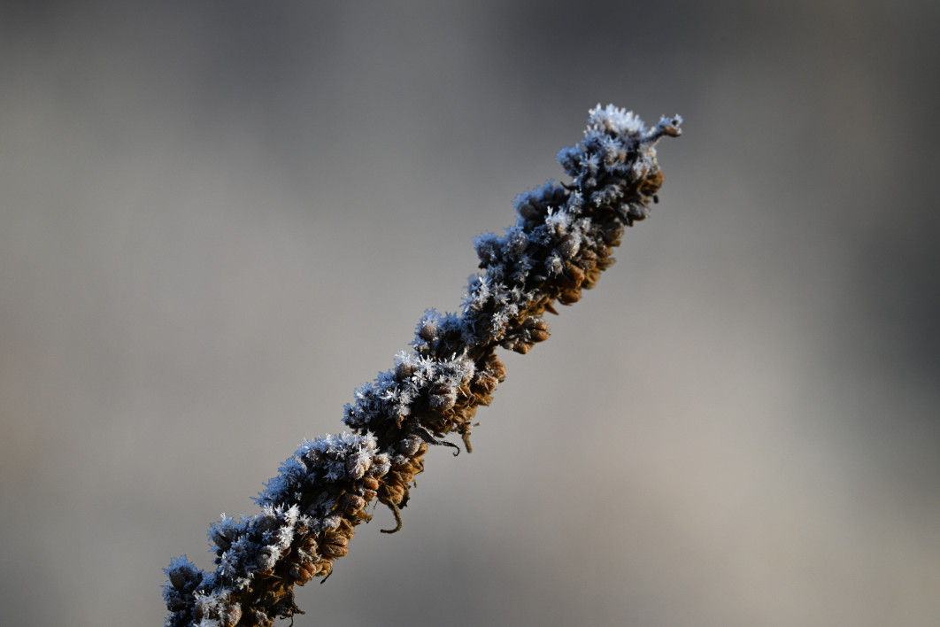 1/1000 s, f/9, ISO 800, 600.0 mm