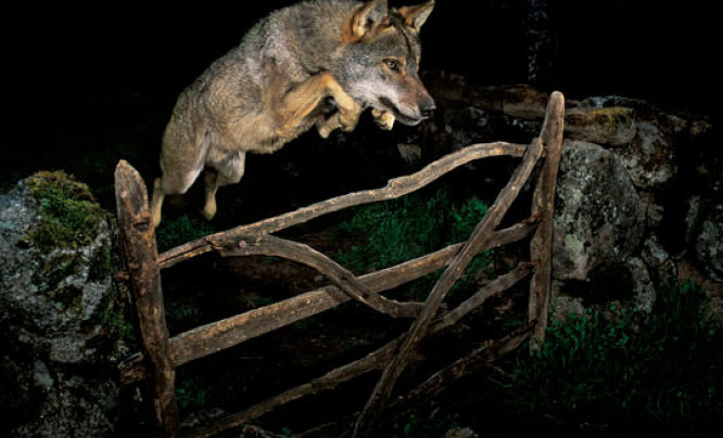  Wildlife Photographer of the Year odbiera główną nagrodę Hiszpanowi