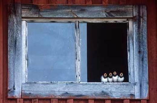 Foto Natura 2003 - w przeddzień Festiwalu