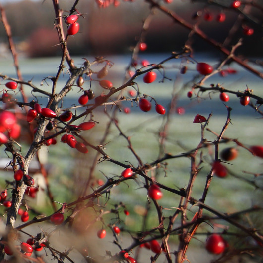 brzeg kadru - przysłona f/2.8