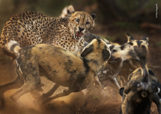 fot. Peter Haygarth, Big Cat and Dog Spat / Wildlife Photographer of the Year 2019Rzadkie spotkanie geparda z watahą likaonów. Obydwa gatunki niemal zniknęły ze swoich pierwotnych terenów, a liczebność każdego wynosi mniej niż 7000 osobników.