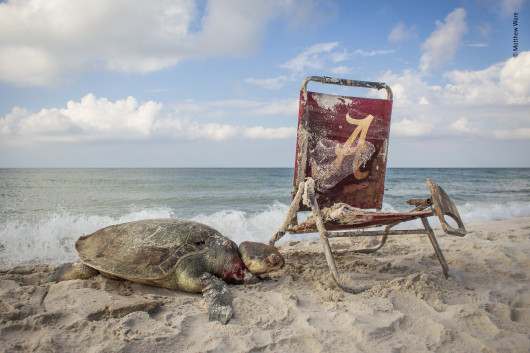 fot. Matthew Ware, Beach Waste / Wildlife Photographer of the Year 2019Z dystansu scena, na którą fotograf natrafił w rezerwacie Bon Secour National Wildlife Refuge w Alabamie wyglądała na bajkową. Plaża, błękit nieba i żółw zatokowy obmywany przez fale. Dopiero z bliska dało się zauważyć pętlę od leżaka, która owinęła się wokół szyi zwierzęcia. Żółw zatokowy to jeden z najmniejszych i najbardziej zagrożonych wyginięciem żółwi morskich. Choć gatunek ten jest pod ścisłą ochroną, a kutry rybackie muszą być wyposażone w sieci pozwalające na uwolnienie się złowionym żółwiom, cały czas dużym zagrożeniem są stare sieci i śmieci wrzucane do morza.