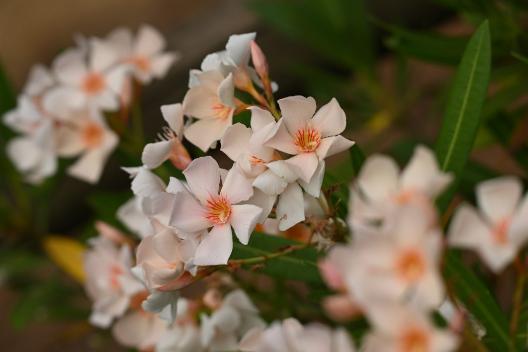 1/500 s, f/5.6, ISO 400, 180.0 mm