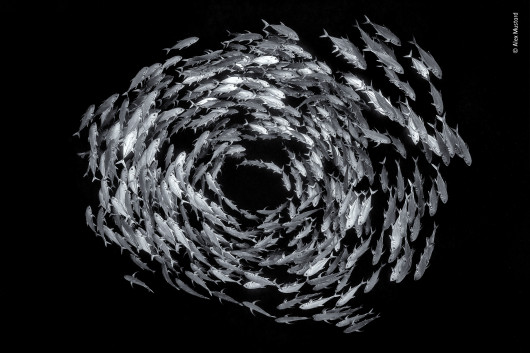 fot. Alex Mustard, Cricle of Life / Wildlife Photographer of the Year 2019Ławica karanksa smugowego o średnicy 25 metrów, uchwycona w Morzu Czerwonym w Ras Mohammad, Egipskim parku narodowym na półwyspie Synaj.
