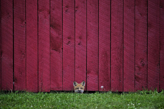fot. Allan Oman / Sony World Photography Awards 2016