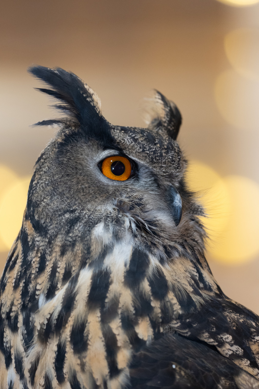 1/30 s, f/5.6, ISO 3200, 500 mm