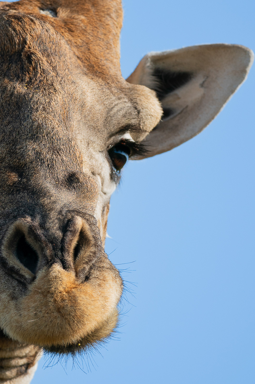 1/1000 s, f/5.6, ISO 500, 500 mm