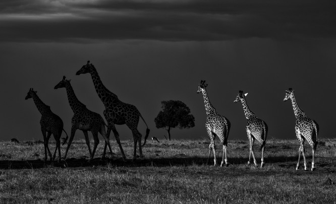  Zagłosuj na najlepsze zdjęcie Wildlife Photographer of the Year