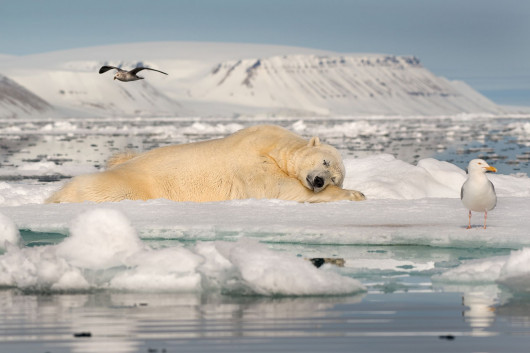 Roie Galitz, DREAMING ON SEA ICE - I miejsce w kategorii Fragile Ice
