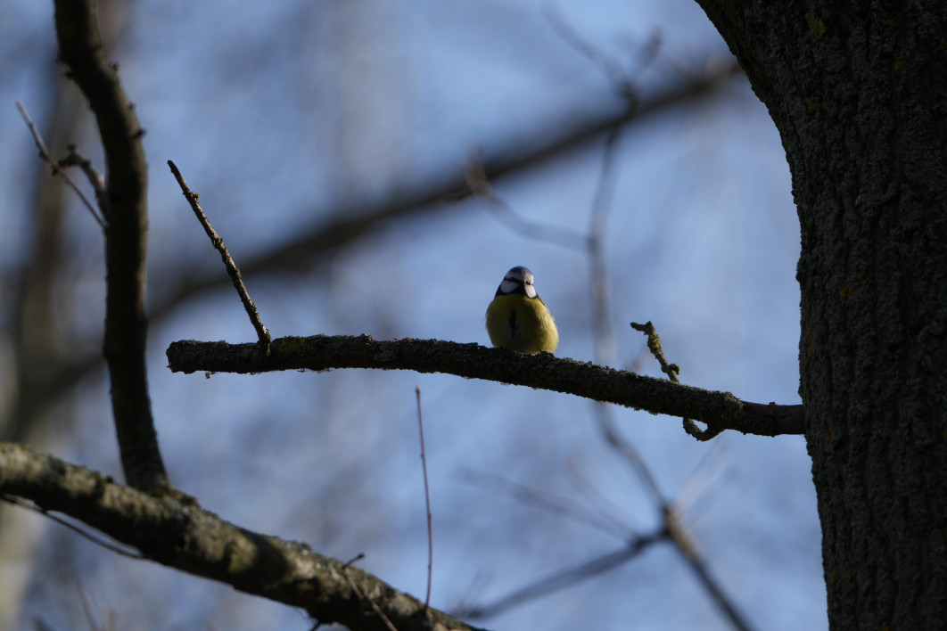1/250 s, f/10, ISO 200, 800.0 mm