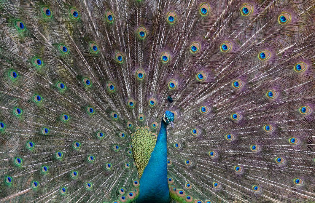 1/320 s, f/5.6, ISO 640, 500 mm