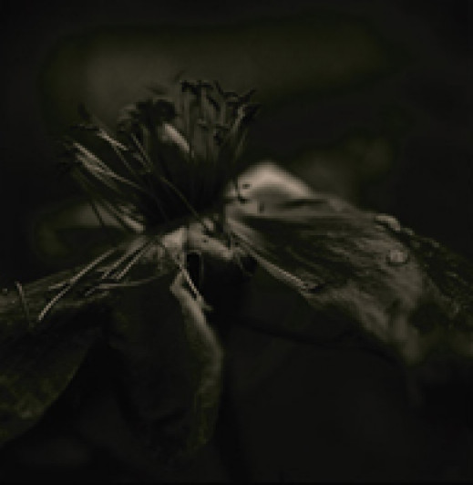 Jeanne Wells "Fotografie" - wystawa w Galerii Art-Studio w Gliwicach