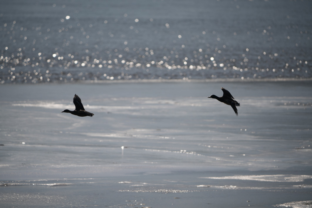 1/1250 s, f/8, ISO 100, 770.0 mm