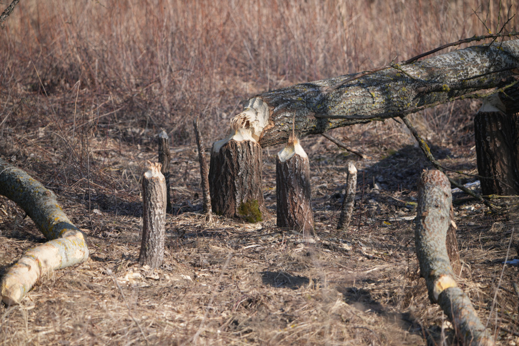 1/250 s, f/8, ISO 160, 667.0 mm