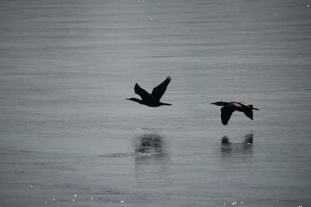 1/1250 s, f/8, ISO 100, 800.0 mm