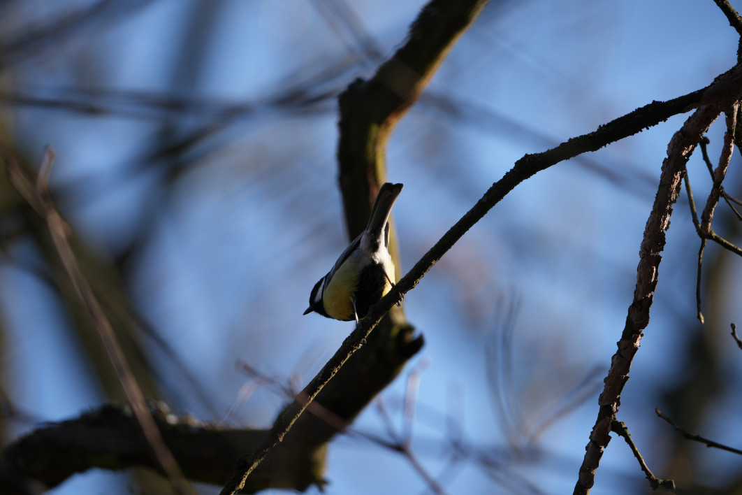 1/250 s, f/8, ISO 250, 800.0 mm