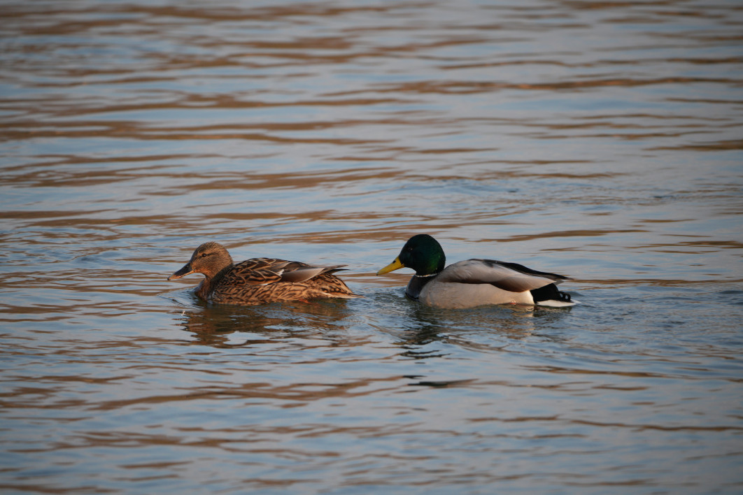 1/500 s, f/8, ISO 500, 800.0 mm