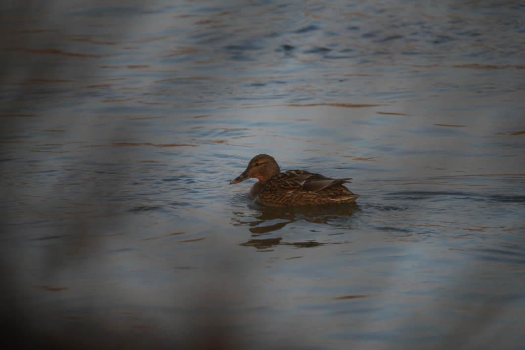 1/500 s, f/8, ISO 400, 800.0 mm